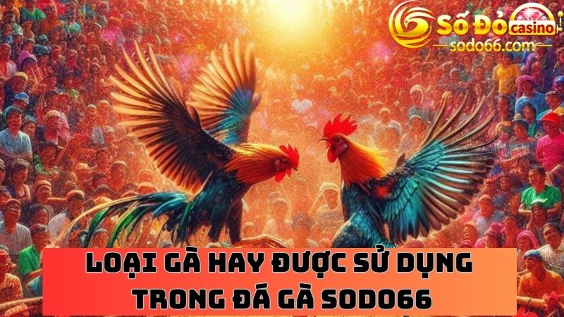 Loại gà hay được sử dụng trong đá gà sodo66